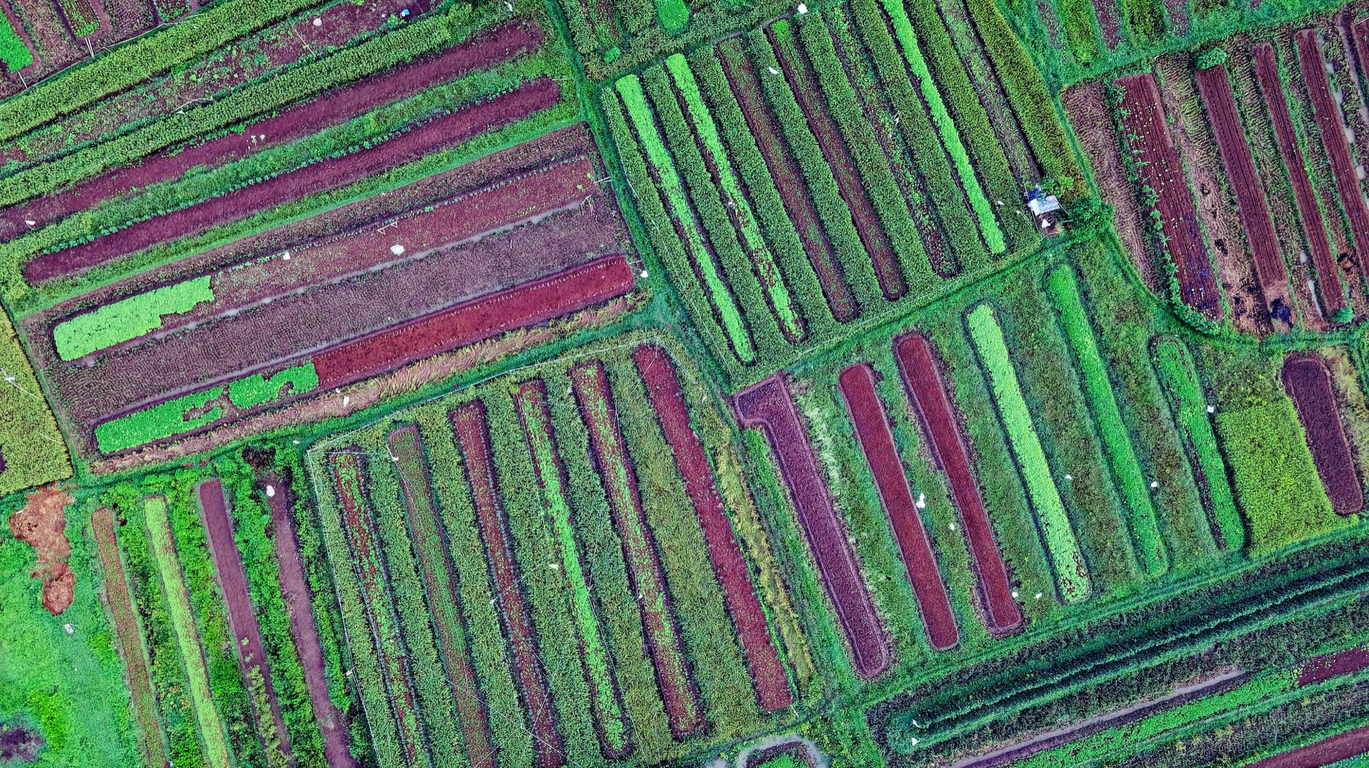 Colorful market-garden crop beds